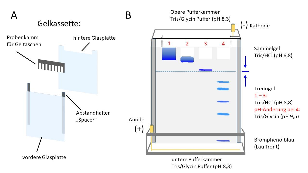 Elektrophoreseapparatur